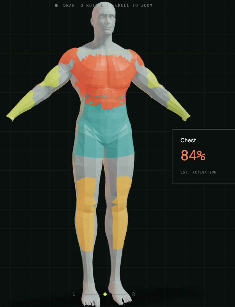 AI Muscle Map interactive workout anatomy interface